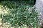 MINI LANTANA BRANCA (Lantana montevidensis 'Alba') - Imagem 4