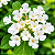 MINI LANTANA BRANCA (Lantana montevidensis 'Alba') - Imagem 1