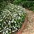 MINI LANTANA BRANCA (Lantana montevidensis 'Alba') - Imagem 2
