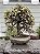Portulacaria afra 'variegata' - Pote 11 - Imagem 3