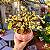 Portulacaria afra 'variegata' - Pote 11 - Imagem 2