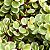 Portulacaria afra 'variegata' - Pote 11 - Imagem 1
