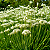 CEBOLA NIRA (Allium tuberosum) - Pote 11 - Imagem 3