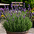 LAVANDA (Lavandula dentata) - Imagem 1