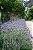 LAVANDA (Lavandula dentata) - Imagem 5