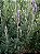 LAVANDA (Lavandula dentata) - Imagem 4