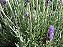 LAVANDA (Lavandula dentata) - Imagem 6