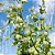 FISÁLIS (Physalis) - Pote 15 - Imagem 3