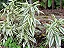 BAMBU DA SORTE VARIEGATA BRANCO (Dracena sanderiana variegata) - Pote 17 - Imagem 3