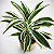BAMBU DA SORTE VARIEGATA BRANCO (Dracena sanderiana variegata) - Pote 17 - Imagem 1
