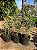 BAMBU DA SORTE VARIEGATA BRANCO (Dracena sanderiana variegata) - Pote 17 - Imagem 2