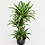 BAMBU DA SORTE VARIEGATA BRANCO (Dracena sanderiana variegata) - Pote 17 - Imagem 4