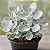 COLHER DE PRATA (Kalanchoe bracteata) - Pote 6 - Imagem 1