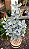 COLHER DE PRATA (Kalanchoe bracteata) - Pote 6 - Imagem 2