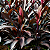 DRACENA CHOCOLATE ou MARROM (Cordyline fruticosa) - Muda com - Imagem 1
