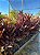 DRACENA CHOCOLATE ou MARROM (Cordyline fruticosa) - Muda com - Imagem 2