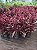 DRACENA CHOCOLATE ou MARROM (Cordyline fruticosa) - Muda com 80 cm a 1,20m - Imagem 5