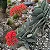 PLANTA HÉLICE (Crassula falcata) - Pote 11 - Imagem 1