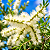 ESCOVA DE GARRAFA BRANCA (Callistemon salignus) - Muda com até 1 metro - Imagem 1