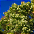 ESCOVA DE GARRAFA BRANCA (Callistemon salignus) - Muda com até 1 metro - Imagem 2