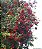 JAMBINHO (Syzygium luehmannii) - Muda com até 30 cm - Imagem 4