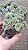 CACTO CÉREBRO VERDE (Austrocylindropuntia subulata v. cristata) - Pote 11 - Imagem 3