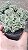 CACTO CÉREBRO VERDE (Austrocylindropuntia subulata v. cristata) - Pote 11 - Imagem 2