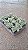 CACTO CÉREBRO VERDE (Austrocylindropuntia subulata v. cristata) - Pote 11 - Imagem 5