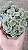 CACTO CÉREBRO VERDE (Austrocylindropuntia subulata v. cristata) - Pote 11 - Imagem 1