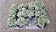 CACTO CÉREBRO VERDE (Austrocylindropuntia subulata v. cristata) - Pote 11 - Imagem 6