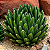 AGAVE REGINAE ou VITÓRIA RÉGIA (Agave victoriae-reginae) - Pote 11 - Imagem 3