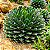 AGAVE REGINAE ou VITÓRIA RÉGIA (Agave victoriae-reginae) - Pote 11 - Imagem 1