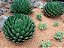 AGAVE REGINAE ou VITÓRIA RÉGIA (Agave victoriae-reginae) - Pote 11 - Imagem 2