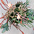 CACTO RABO DE SEREIA AZUL (Monvillea Spegazzinii Cristata) - Pote 11 - Imagem 3