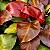 Philodendron Rojo Congo - Pote 17 - Imagem 5