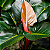 Philodendron Rojo Congo - Pote 17 - Imagem 4
