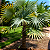 Coccothrinax miraguama - Muda com 1,20m - Imagem 1