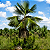 Coccothrinax miraguama - Muda com 1,20m - Imagem 3