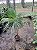 Coccothrinax miraguama - Muda com 1,20m - Imagem 2