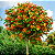 CHAPÉU CHINÊS LARANJA (Holmskioldia sanguinea) - Muda com até 70 cm - Imagem 2