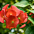 CHAPÉU CHINÊS LARANJA (Holmskioldia sanguinea) - Muda com até 70 cm - Imagem 5