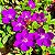 MANACÁ ROXO (Pleroma fothergillii) - Muda com até 70 cm - Imagem 1