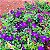 MANACÁ ROXO (Pleroma fothergillii) - Muda com até 70 cm - Imagem 8