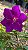 MANACÁ ROXO (Pleroma fothergillii) - Muda com até 70 cm - Imagem 5