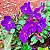 MANACÁ ROXO (Pleroma fothergillii) - Muda com até 70 cm - Imagem 6