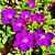 MANACÁ ROXO (Pleroma fothergillii) - Muda com até 70 cm - Imagem 1