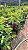 MANACÁ ROXO (Pleroma fothergillii) - Muda com até 70 cm - Imagem 3