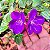 MANACÁ ROXO (Pleroma fothergillii) - Muda com até 70 cm - Imagem 2