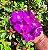 MANACÁ ROXO (Pleroma fothergillii) - Muda com até 70 cm - Imagem 7