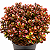 PLANTA ESPELHO (Coprosma Tequila Sunrise) - Muda com até 60 cm - Imagem 2